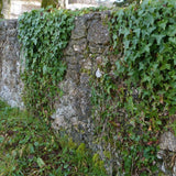 Hedera Helix cm.25/35