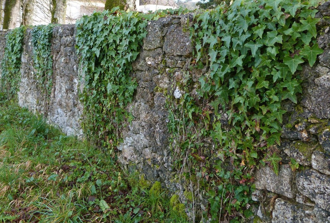Hedera Helix cm.25/35