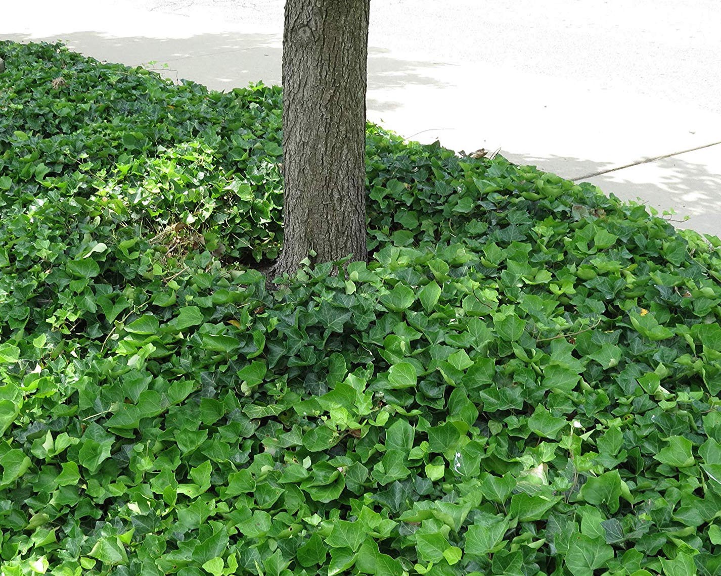 Hedera Helix cm.25/35