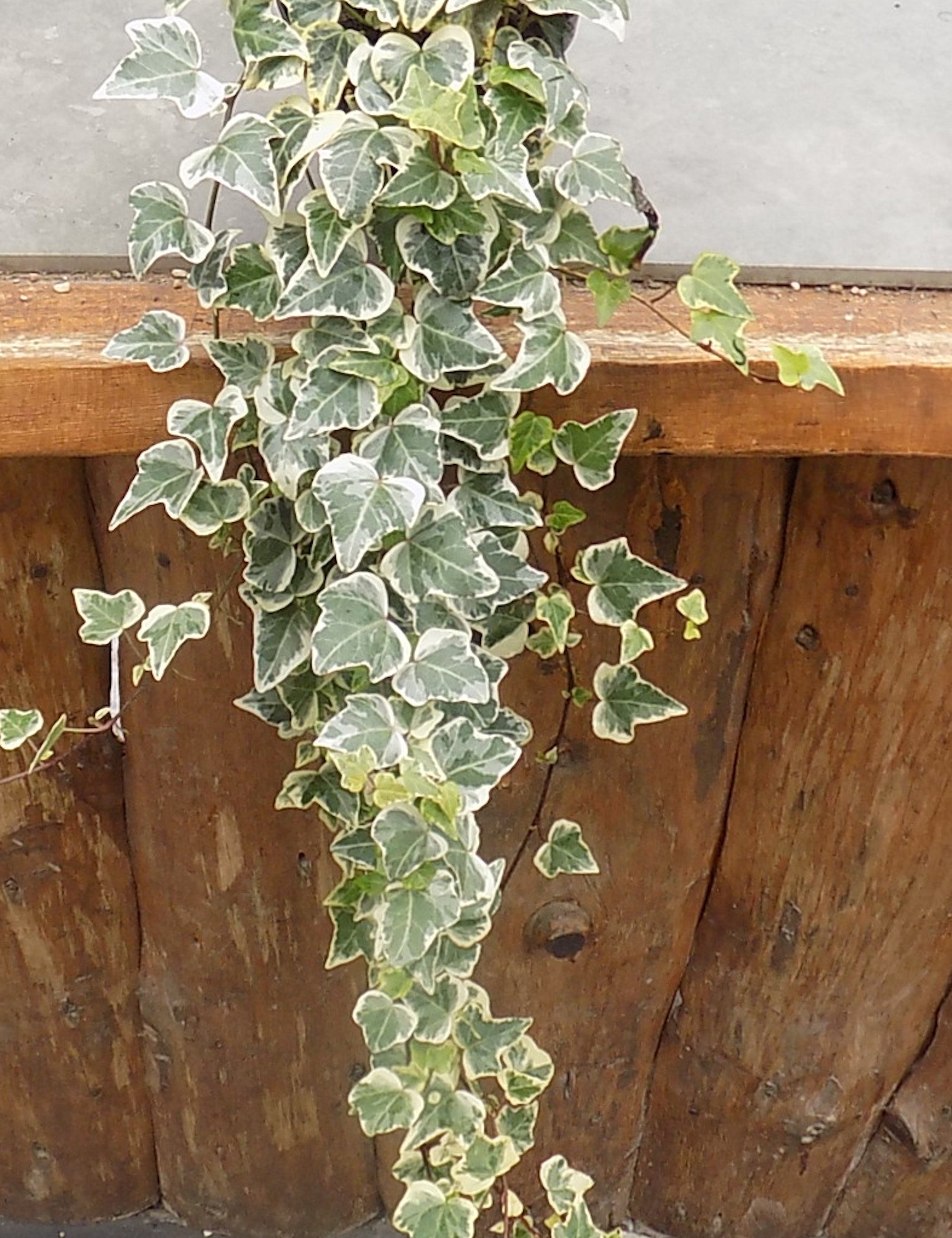 Hedera Elegantissima cm.40/50