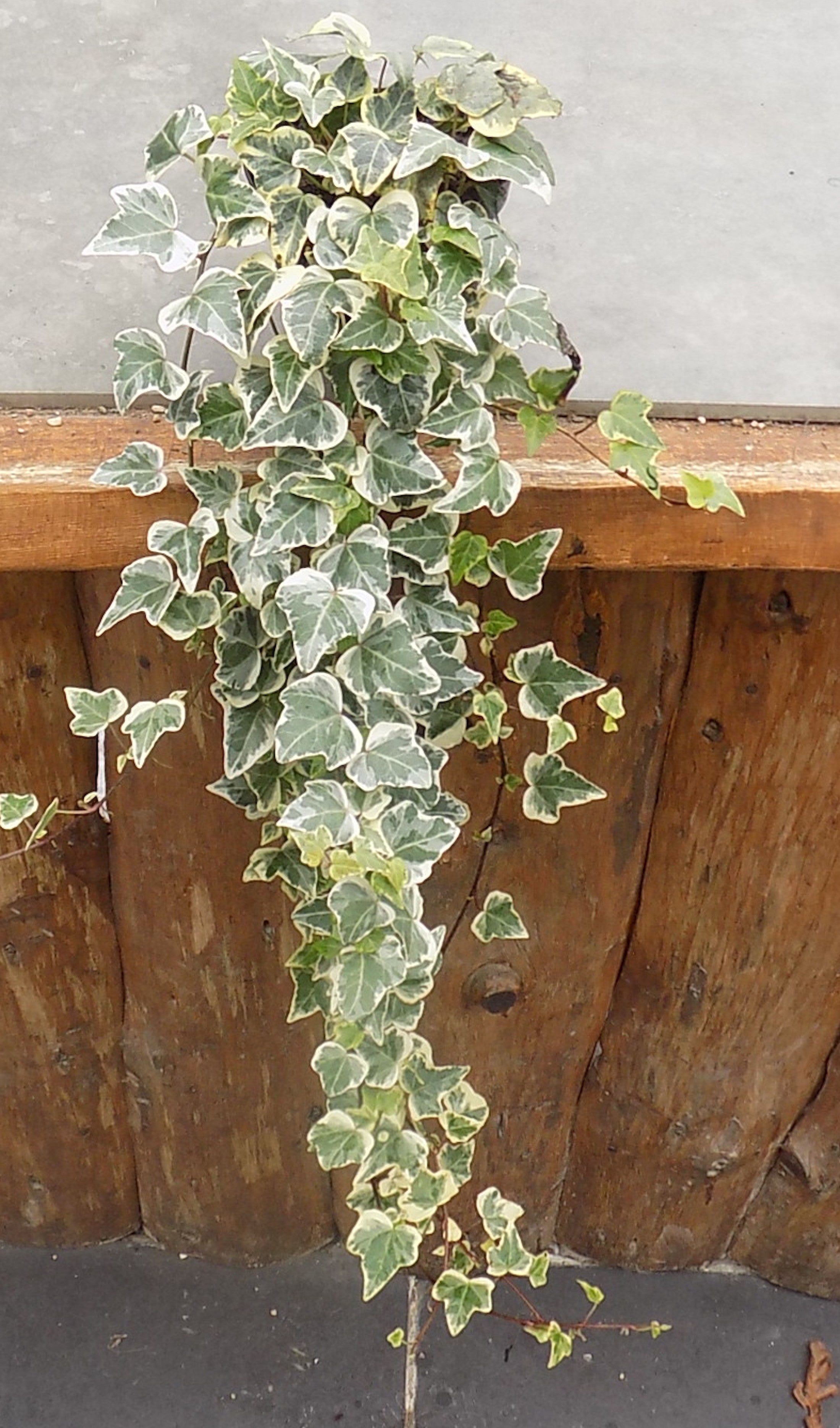 Hedera Elegantissima cm.40/50