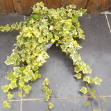 Hedera Helix Gold Child