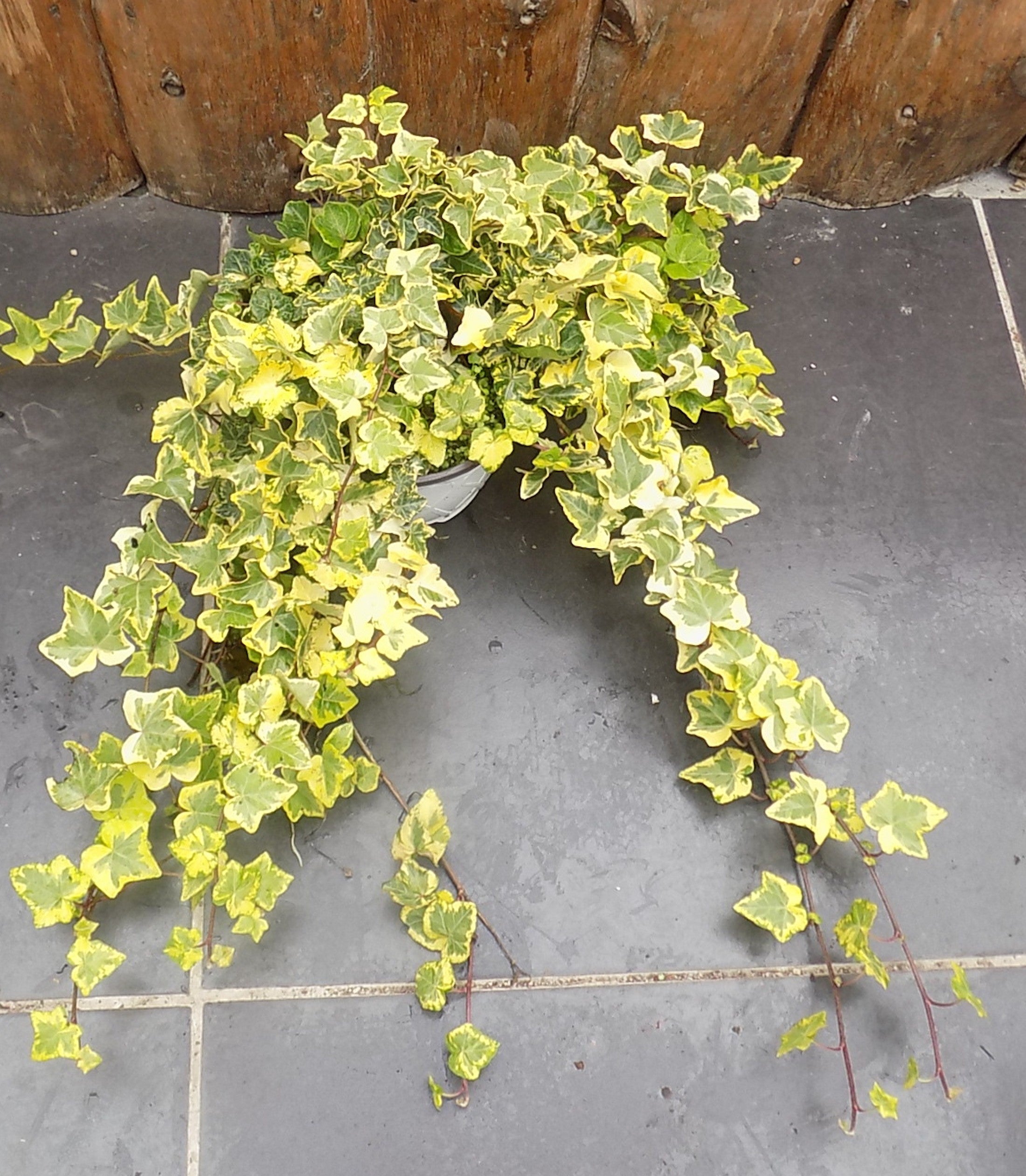 Hedera Helix Gold Child