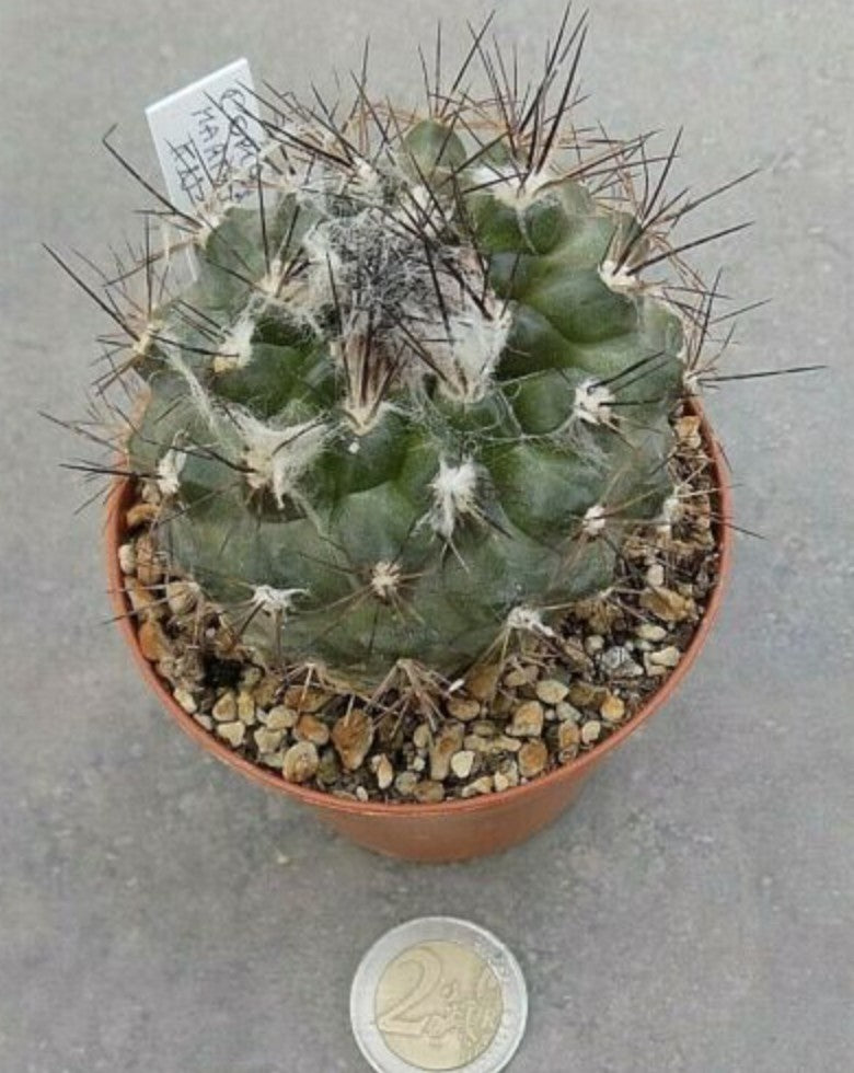 Copiapoa maritima kn 1709