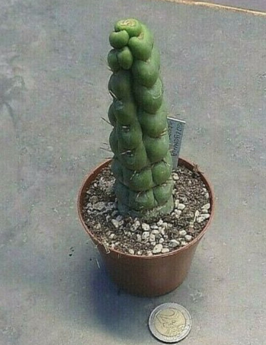Eulychnia castanea