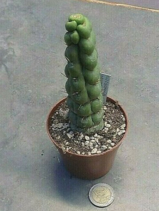 Eulychnia castanea