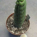 Eulychnia castanea