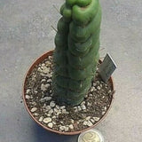 Eulychnia castanea