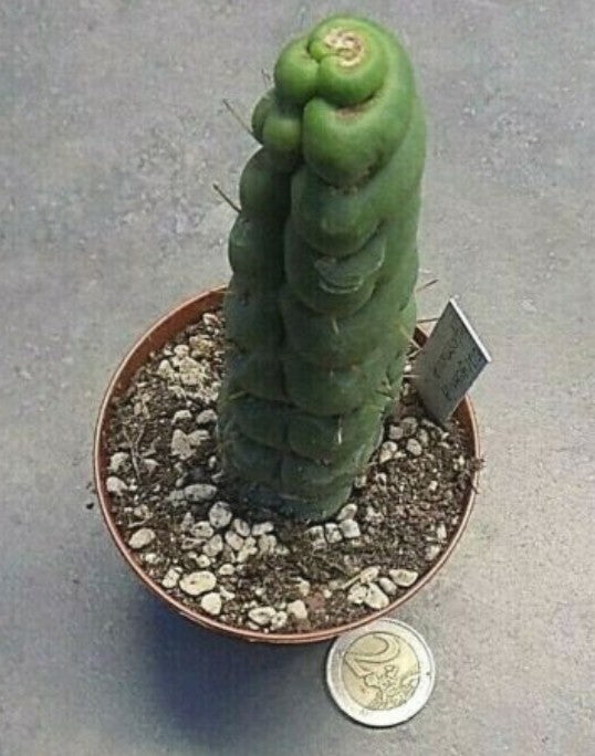 Eulychnia castanea