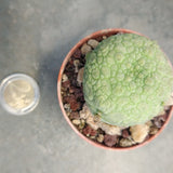 Pseudolithops Magirtinus