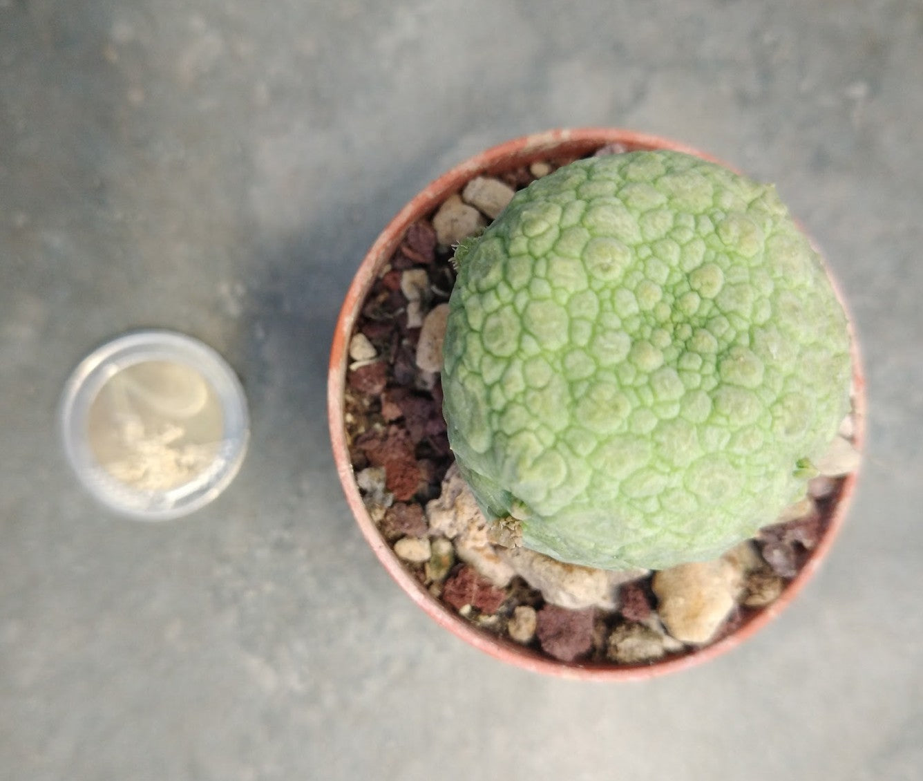 Pseudolithops Magirtinus