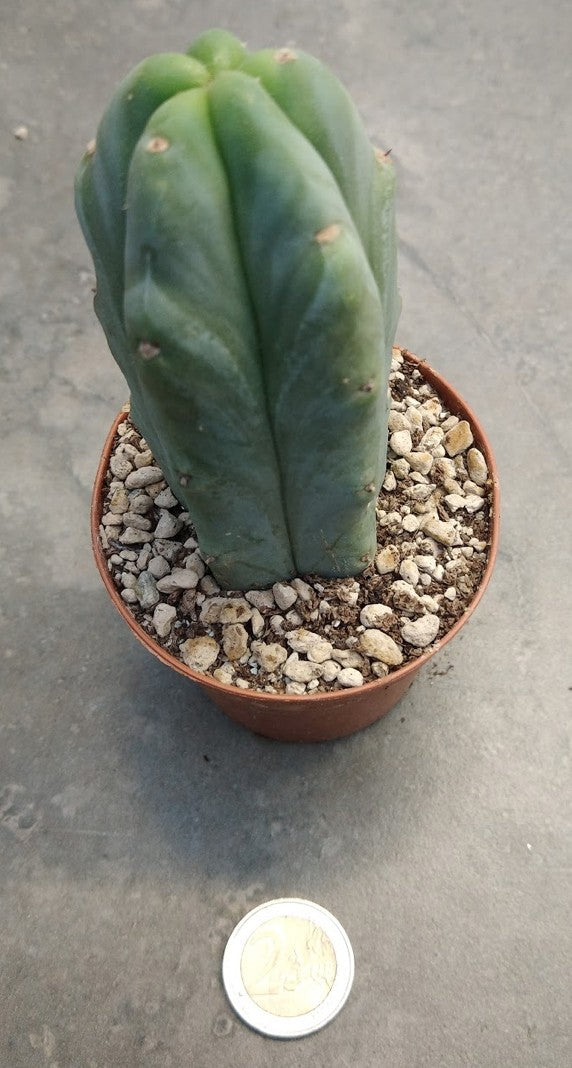 Trichocereus pachanoi