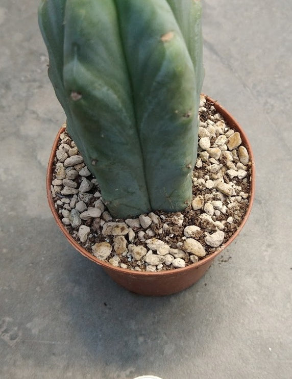 Trichocereus pachanoi