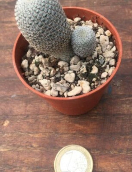 Rebutia Heliosa heliosa