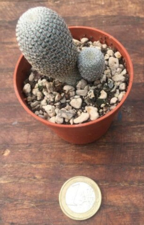 Rebutia Heliosa heliosa