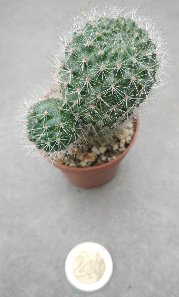Rebutia carminifilametosa