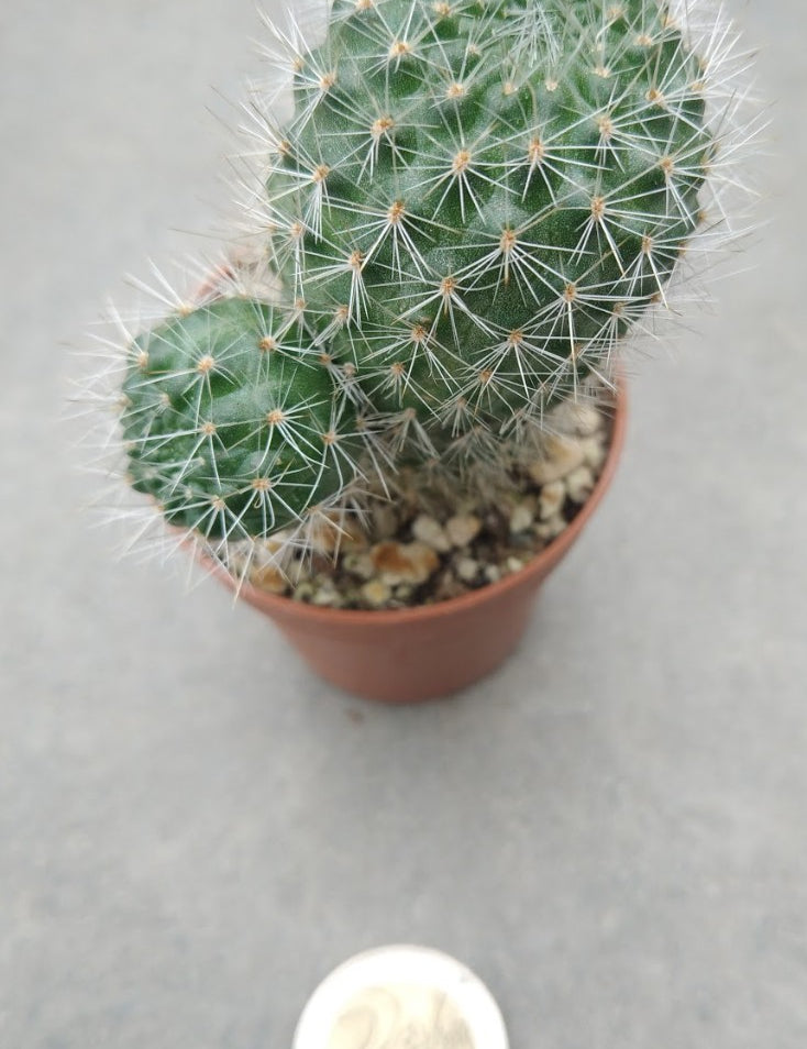 Rebutia carminifilametosa