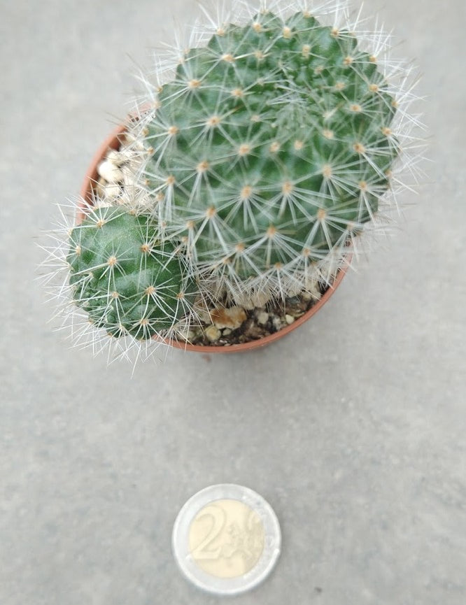 Rebutia carminifilametosa