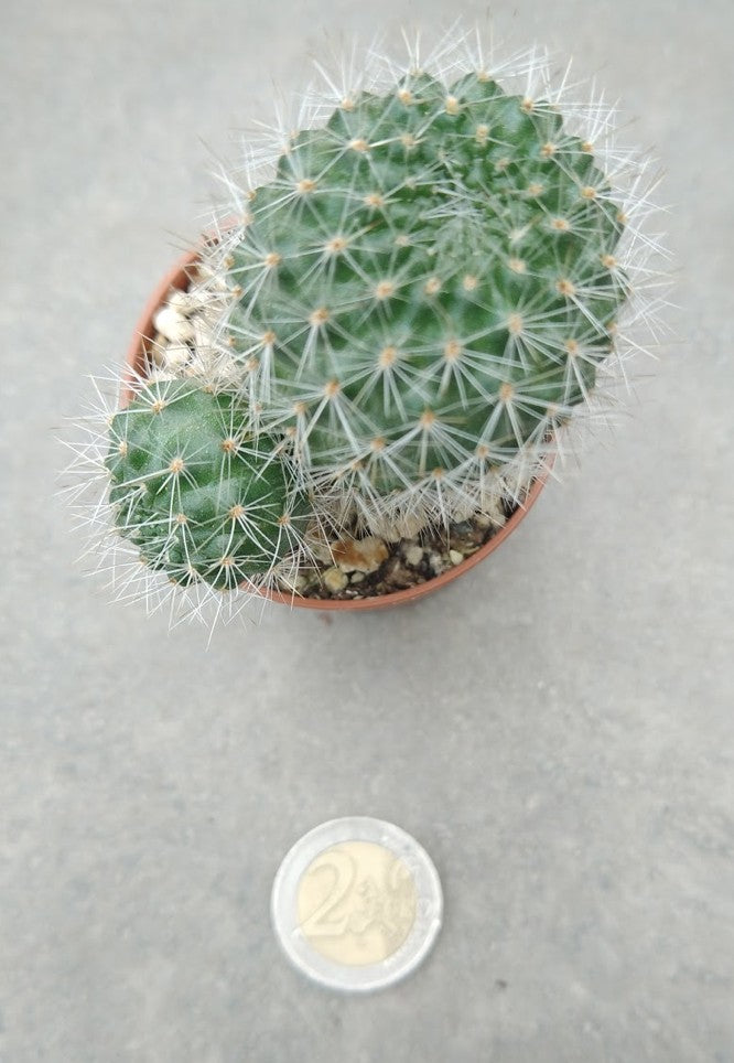 Rebutia carminifilametosa