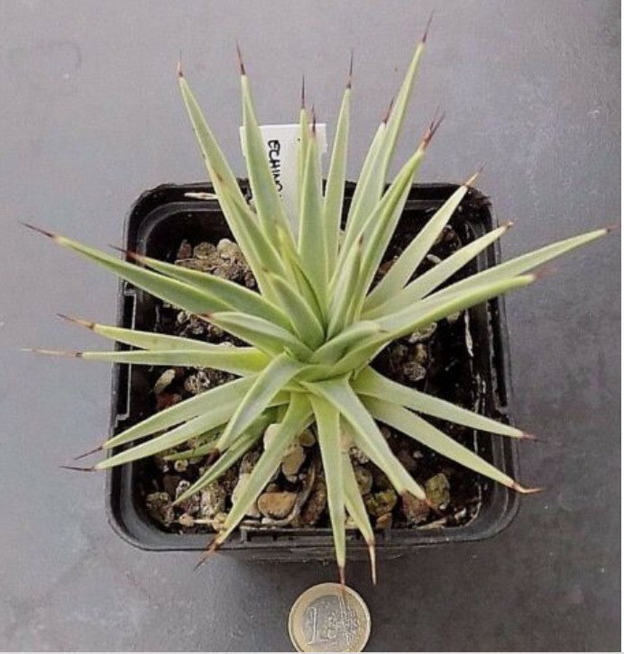 Agave stricta echinoides