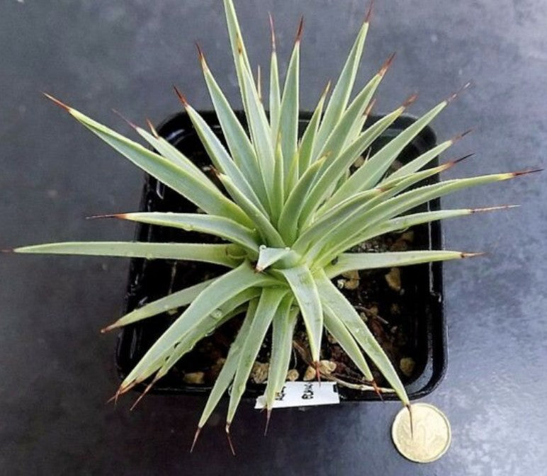Agave stricta echinoides