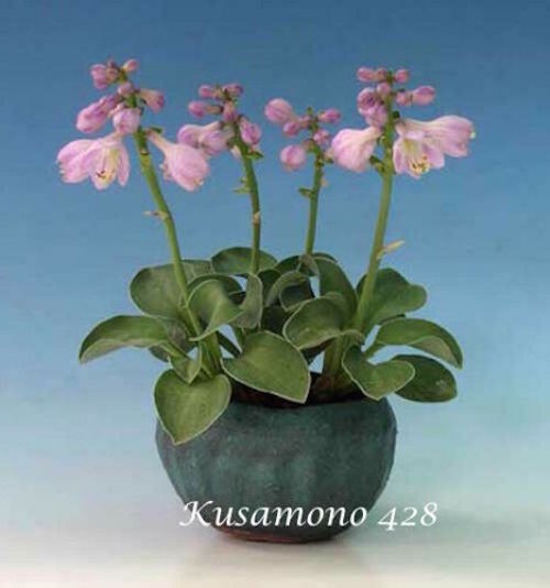 Hosta Kusamono 428