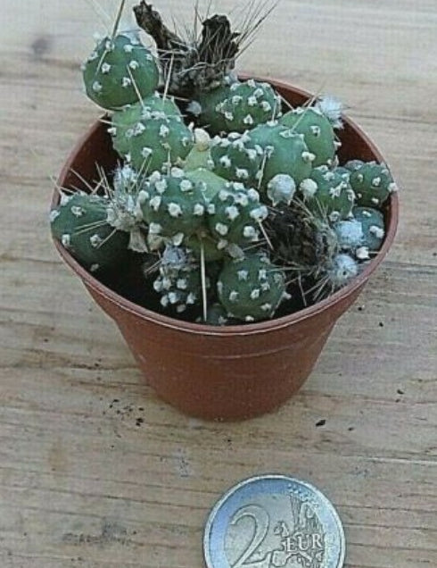 Tephrocactus Tinamou v.Fauxianus