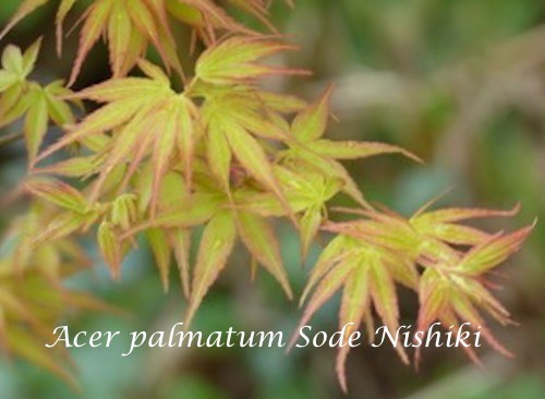 Acer palmatum Sode Nishiki