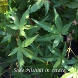 Acer palmatum Sode Nishiki