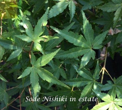 Acer palmatum Sode Nishiki
