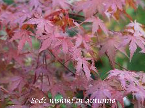 Acer palmatum Sode Nishiki