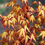 Acer palmatum Sode Nishiki
