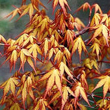 Acer palmatum Sode Nishiki