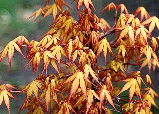 Acer palmatum Sode Nishiki