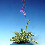 Hosta Kusamono 434