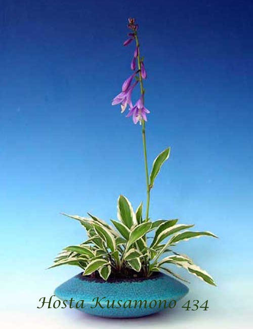 Hosta Kusamono 434