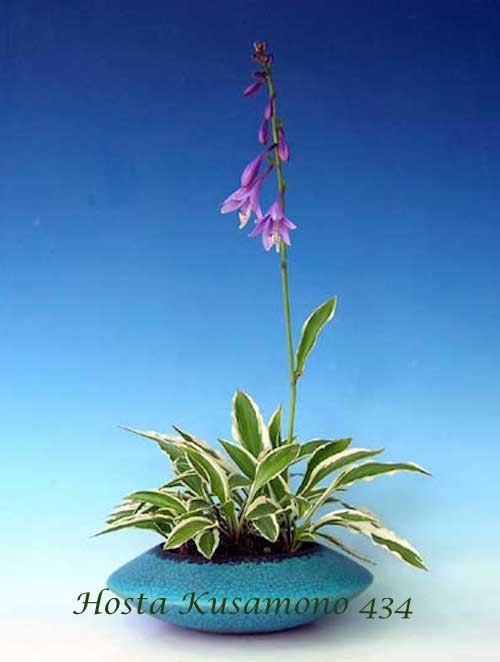 Hosta Kusamono 434