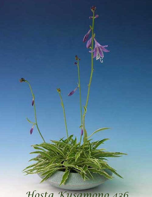 Hosta Kusamono 435