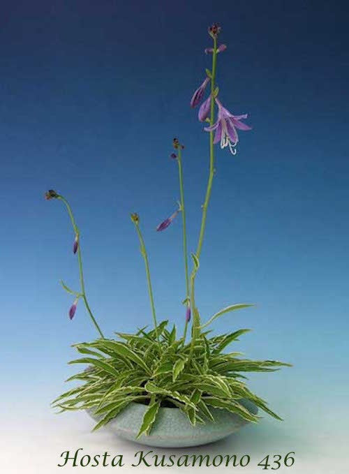Hosta Kusamono 435