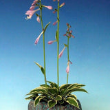 Hosta Kusamono 429