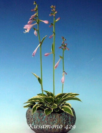 Hosta Kusamono 429