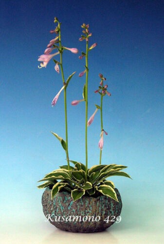 Hosta Kusamono 429