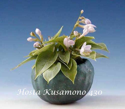 Hosta Kusamono 430