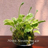 Hosta Kusamono 431