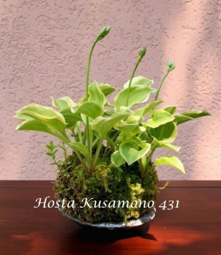 Hosta Kusamono 431