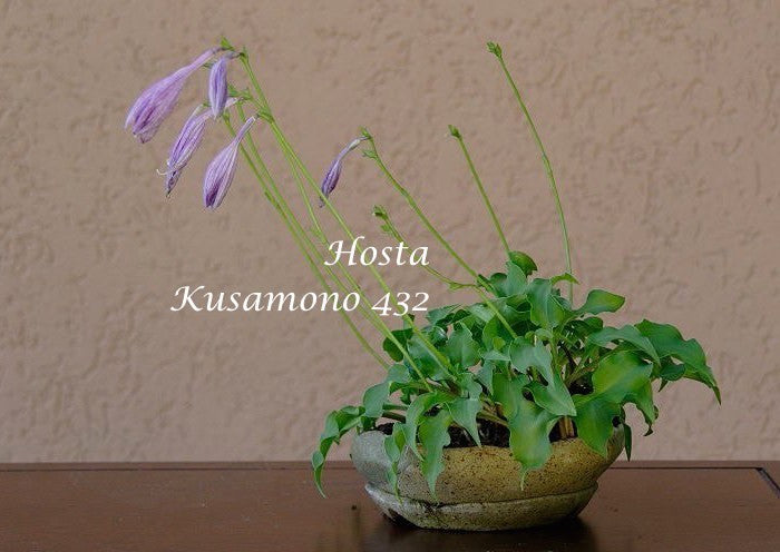 Hosta Kusamono 432