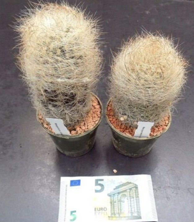 Neoporteria nidus f. senilis 