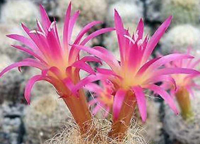 Neoporteria nidus f. senilis 