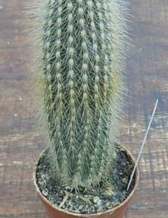 Espostoa Guentheri