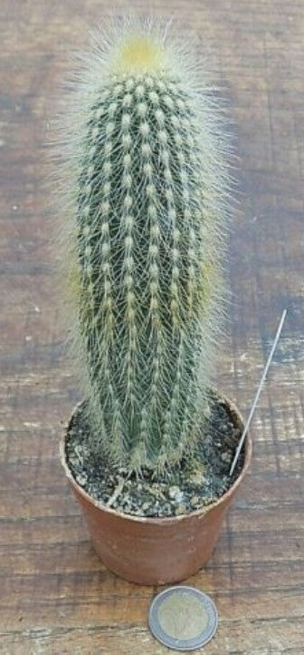 Espostoa Guentheri